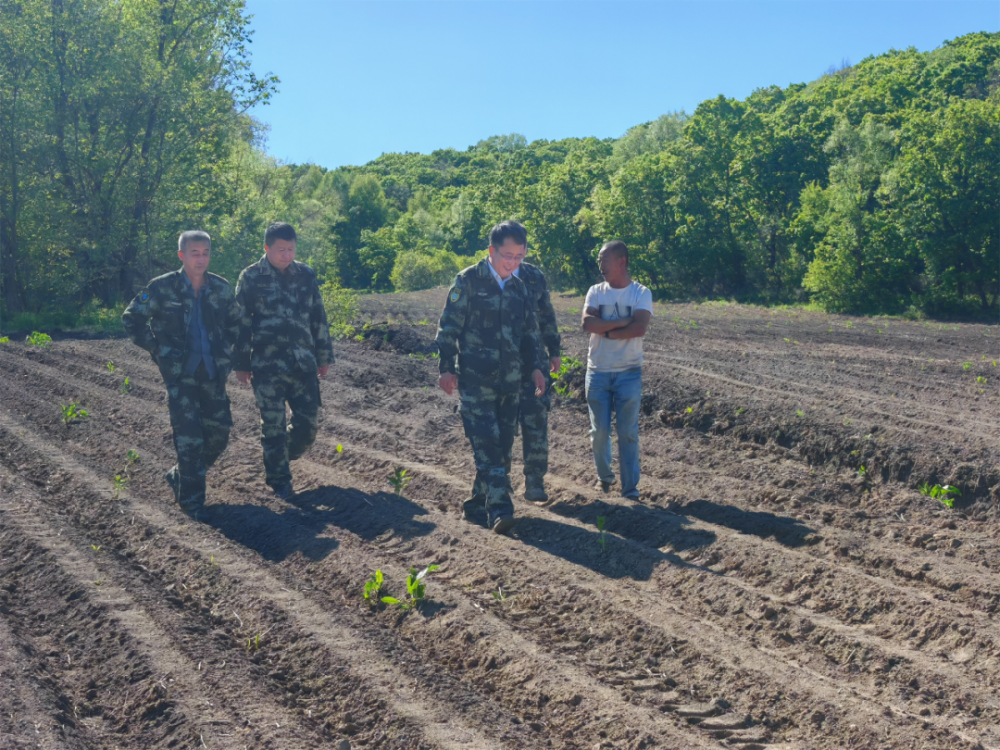 【产业富企】八面通:鲜食玉米产业助力林区产业振兴