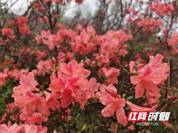 大熊山十里杜鹃图片