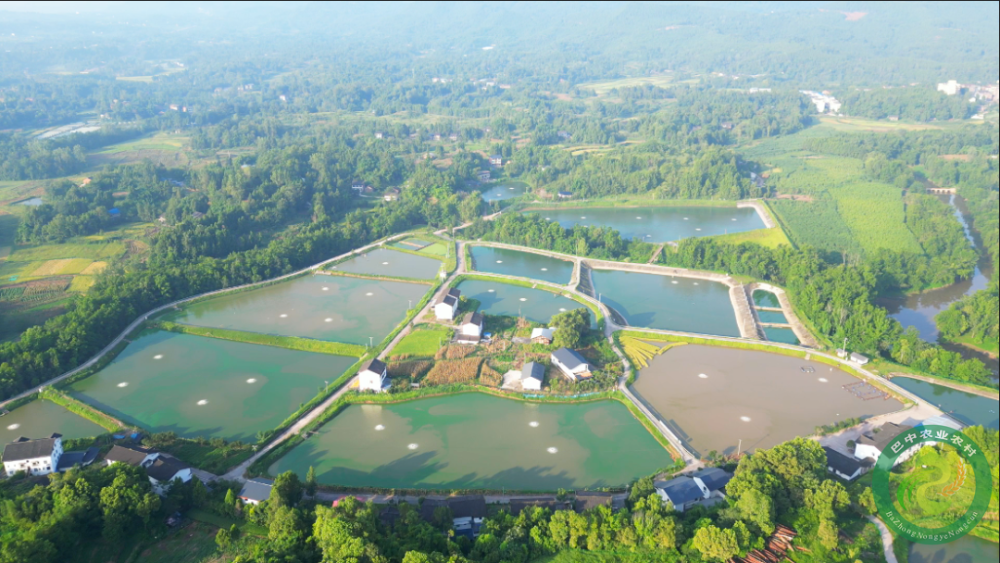 它,就是江口青鳙