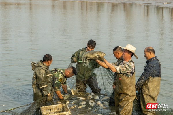 渔民开塘捕鱼共迎新春