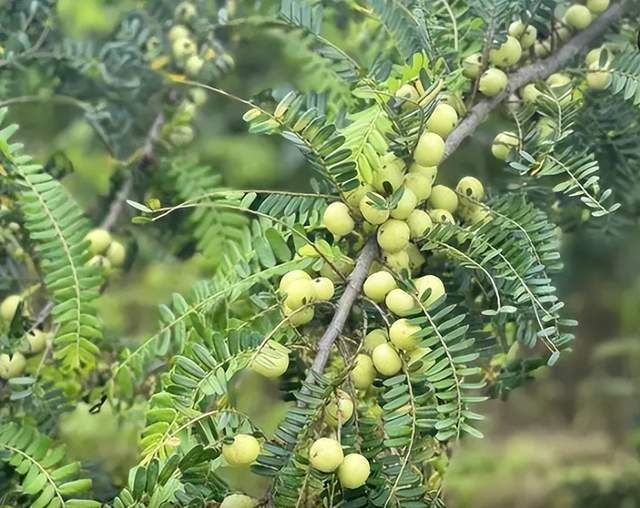 属落叶乔木或灌木的果实,又称余甘子,牛甘子,喉甘子,滇橄榄,山油甘,庵
