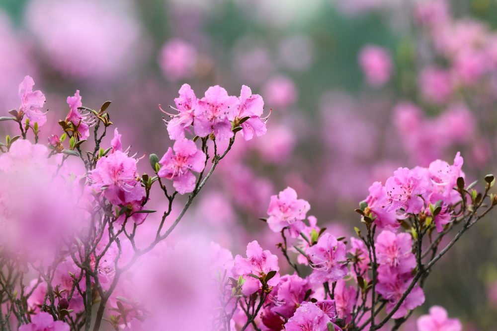 茫茫林海中杜鹃花香飘