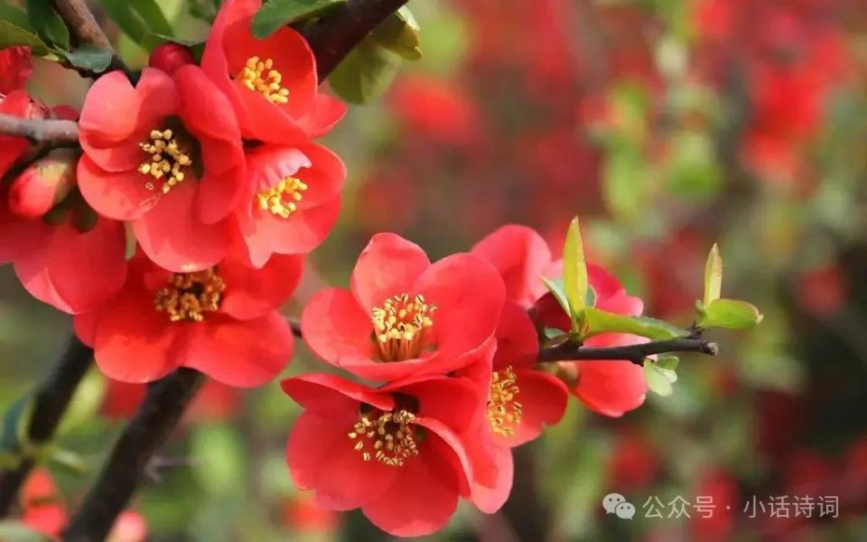 李清照只用了四个字,便将风雨之后的海棠花写得形神兼备,世人传颂了一