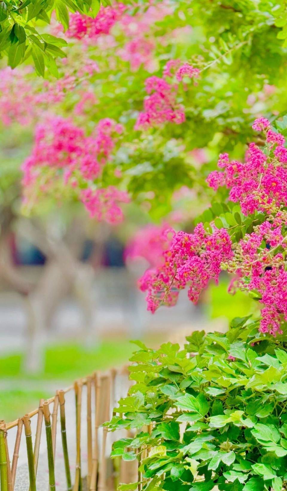 组图|"独占芳菲当夏景 不将颜色托春风" 泰山岱庙园中紫薇花盛开