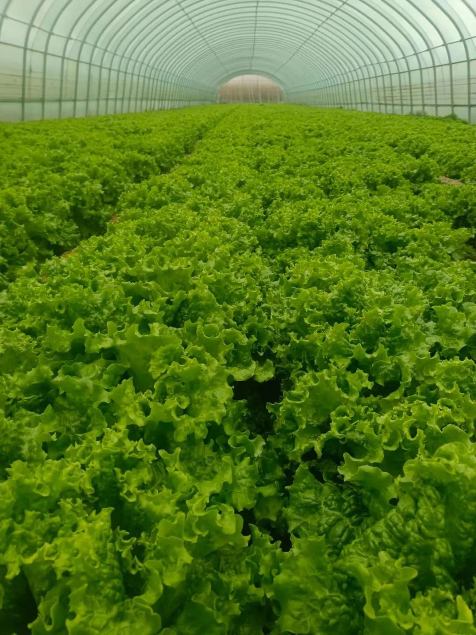 乡村振兴进行时