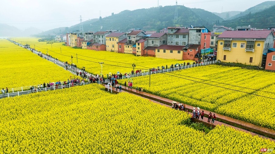 每日一图湖南麻阳花经济来自世界长寿乡的油菜花海
