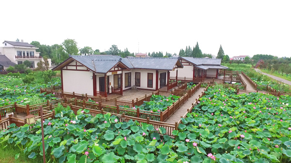 安乡万亩荷花竞相绽放