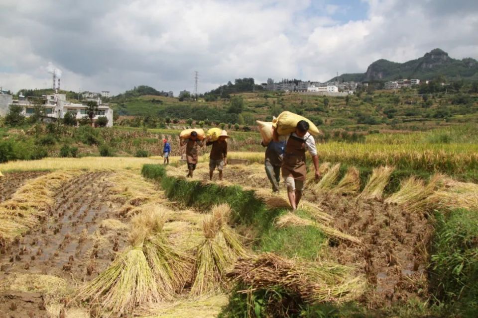 大方县小屯乡稻谷飘香迎丰收