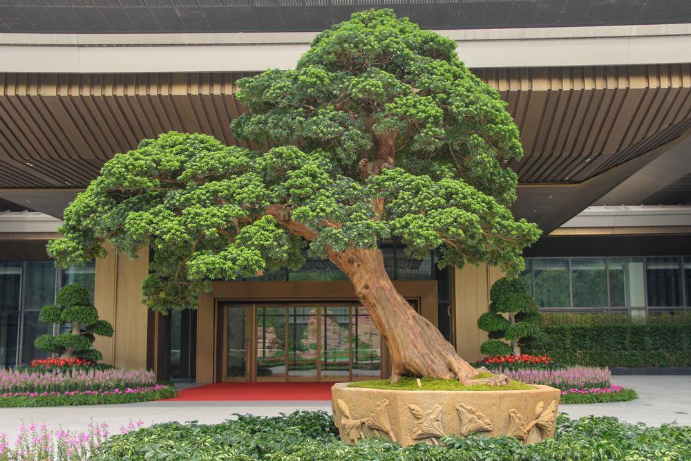 广州花都再现新活力小盆景走进国际大会场