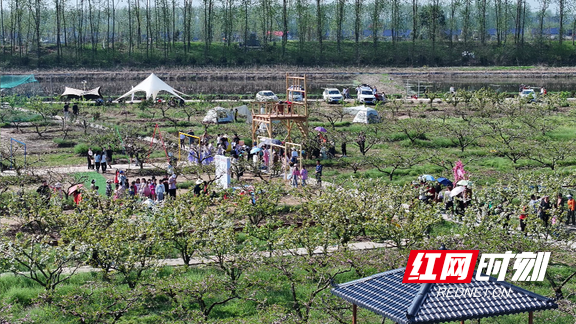 大通湖区北洲子镇春风吹暖花经济以花为媒产业兴