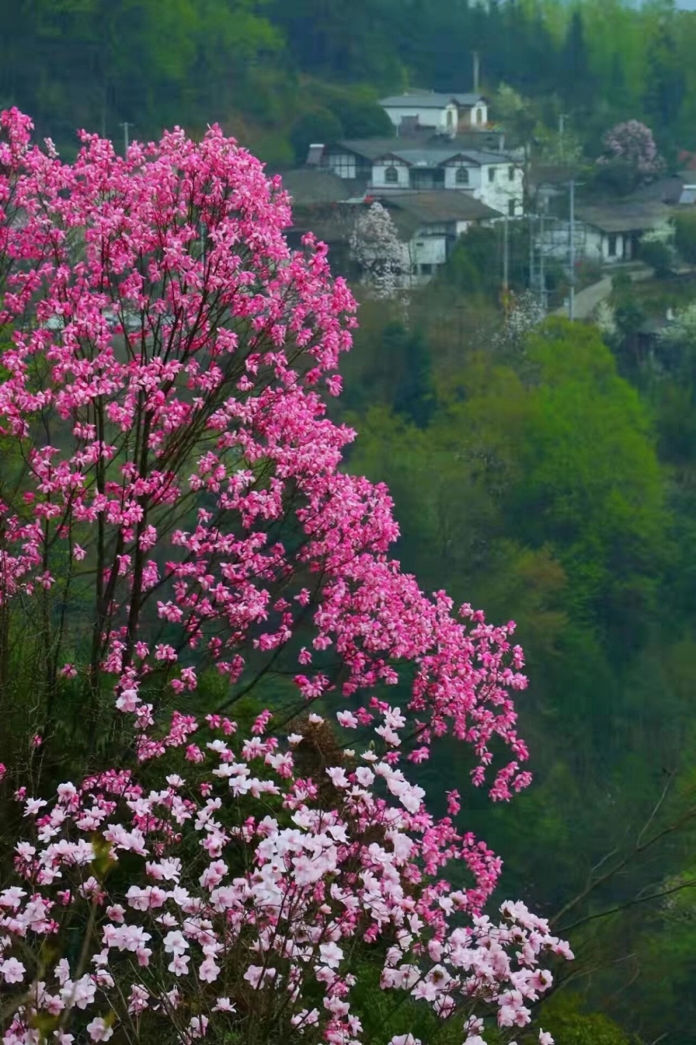 又到春季"踏青季" 这里1200多亩辛夷树即将迎来"赏花大军"