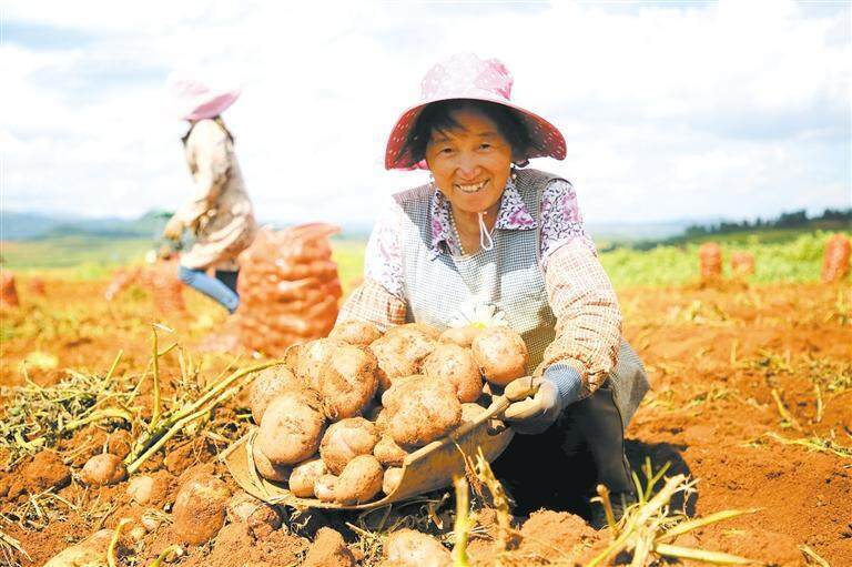 举行,拉开了马铃薯采收序幕,65万亩大春马铃薯变成农民增收的"金疙瘩"