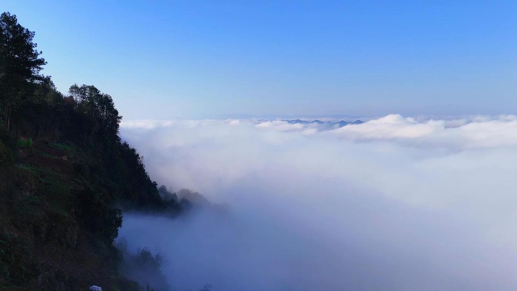 "春到巴南 花漾东泉"第三届春季温泉赏花节邀市民共赴浪漫_腾讯新闻
