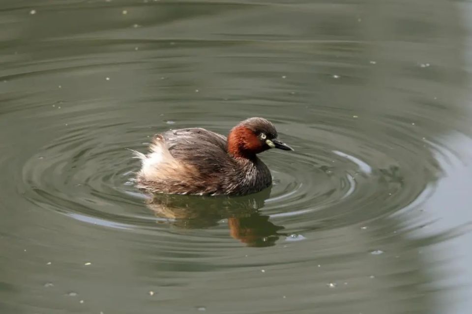 长宁区首次发现!罕见的红脚田鸡在外环林带现身,并繁殖后代