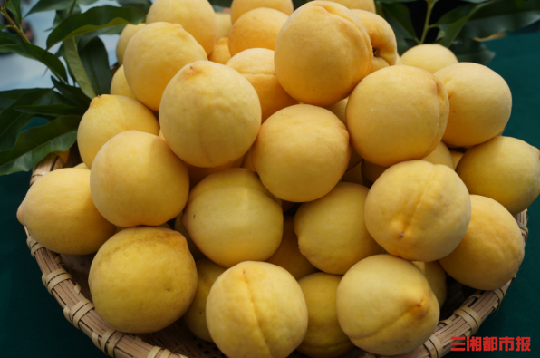 炎陵黄桃熟了!现摘现卖!在千米海拔"桃"醉一夏