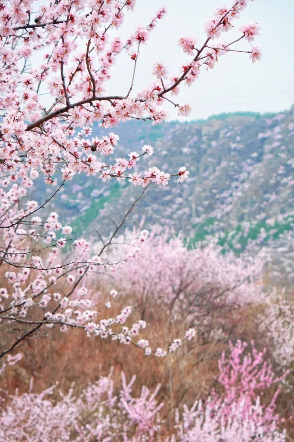 桃花峪里桃花红图片