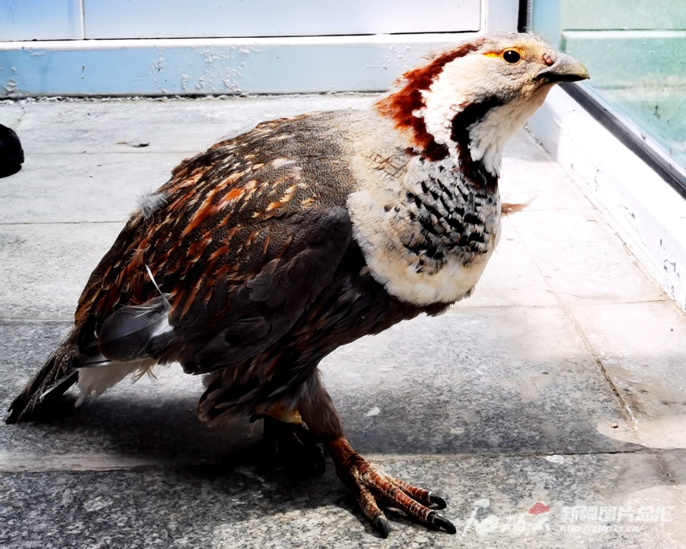 暗腹雪鸡帕米尔高原受伤落单,喀什民警暖心救助