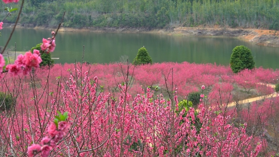 春日来韶关新丰江桃花岛赏花看那深藏在岛上的粉色浪漫