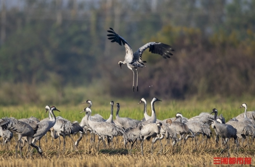 神奇生物在哪里候鸟启程北迁湖南欢迎你们再来