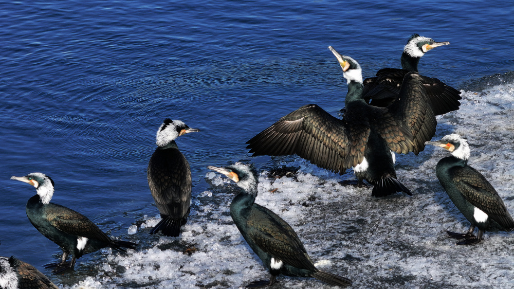 百只鸬鹚现身松花江