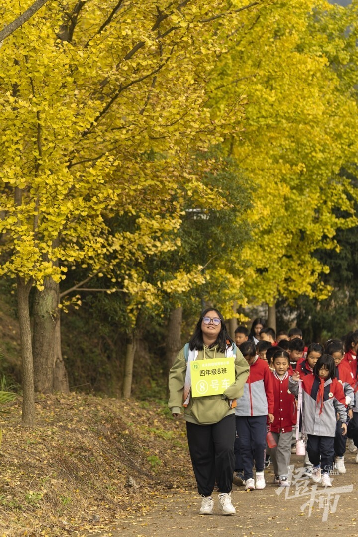 跟着研学老师,先探索秋日的大自然——山鸡椒,香樟,紫苑,长满"疙瘩"的
