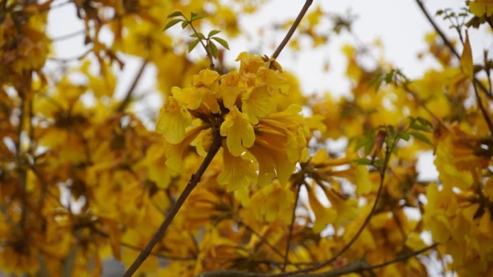 黄花风铃木朋友圈图片