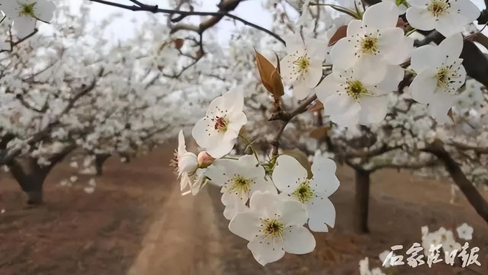 第二十三届赵州"梨花节"暨招商引资洽谈会3月31日开幕_腾讯新闻