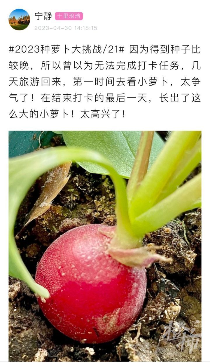 橙友圈最美櫻桃蘿蔔和最佳種蘿蔔日記名單出爐快來看看你中獎了嗎