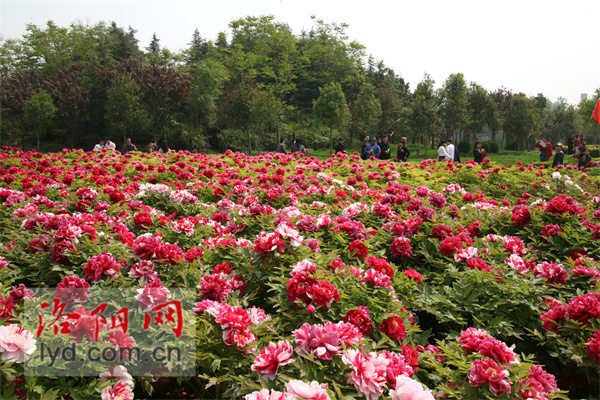 国家牡丹园"焕新"迎客