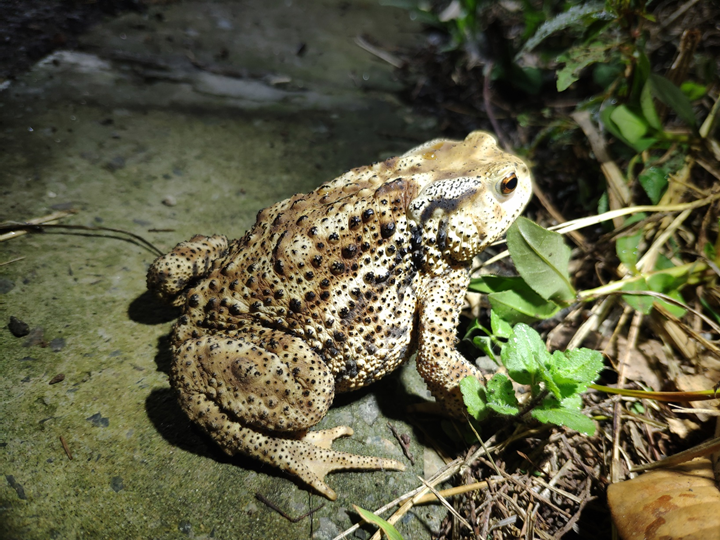 "呱声一片"正消逝,上海蛙类锐减至6种,栖息地不是有水就行_腾讯新闻