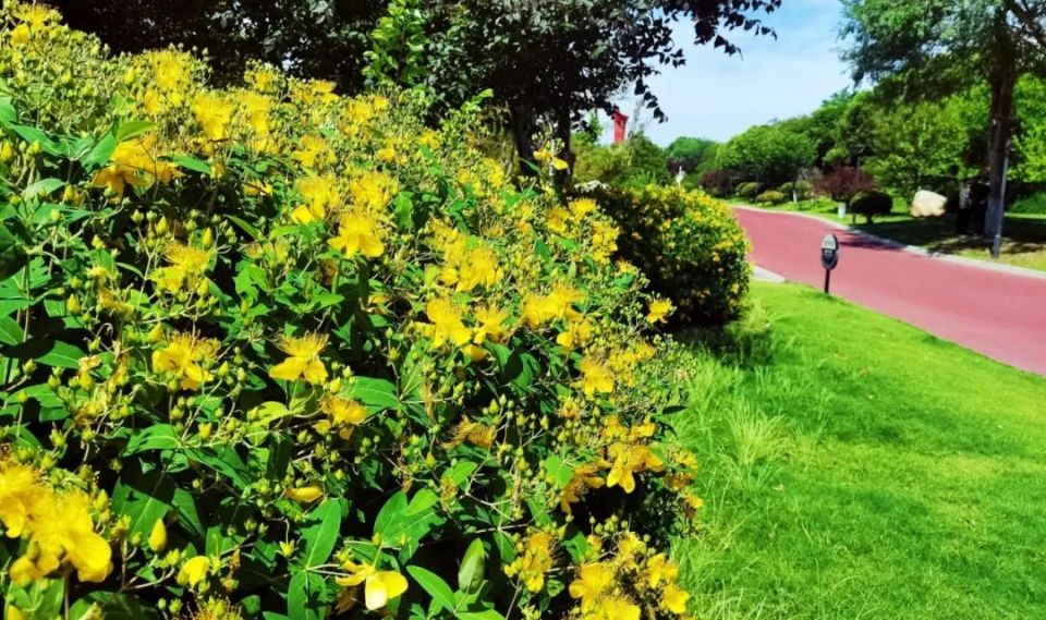 商丘市日月湖景区 夏日闲赏金丝桃盛开