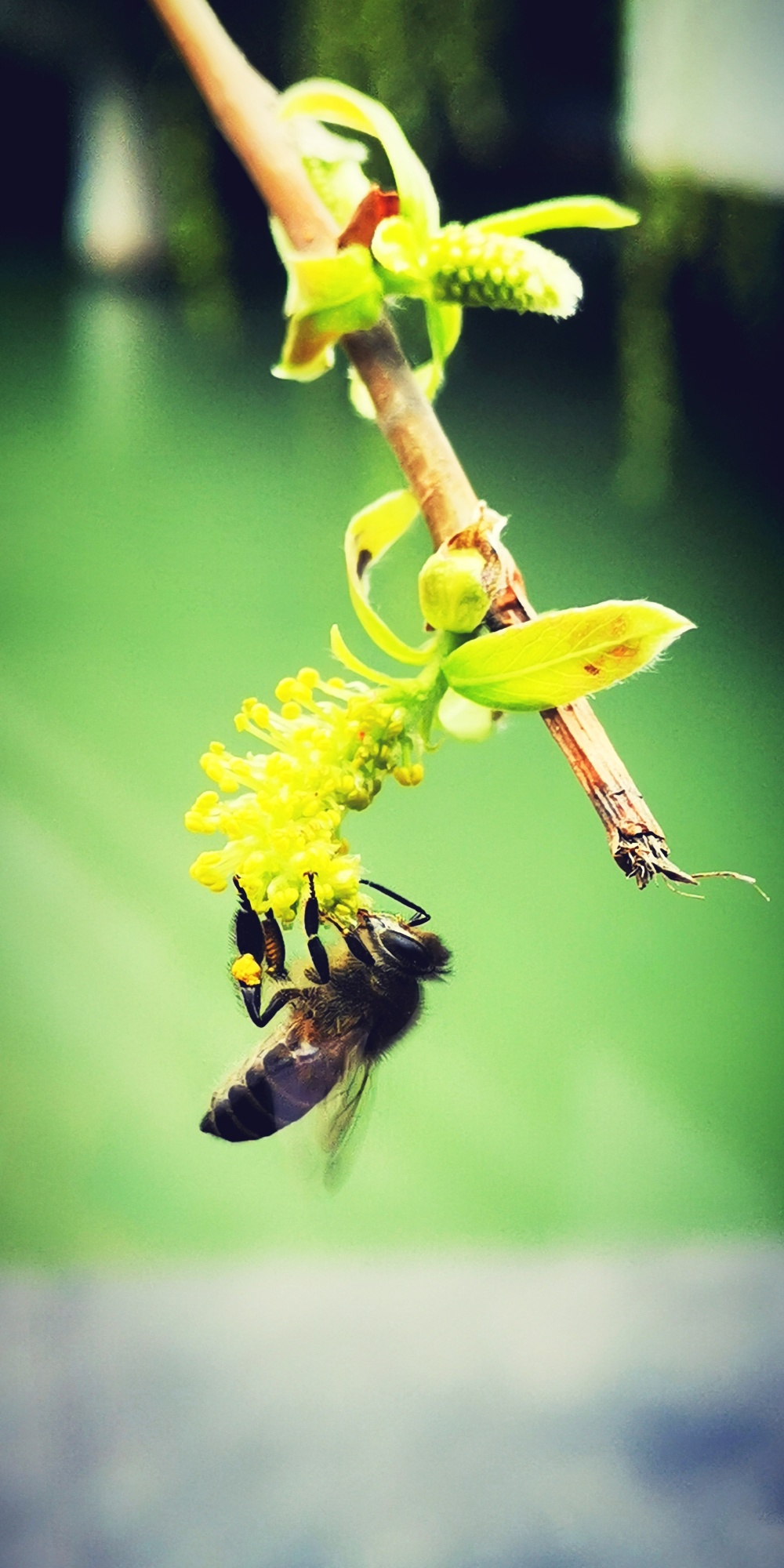 但其实,渐渐回暖的气温才是将它们从冬眠中唤醒的原因.