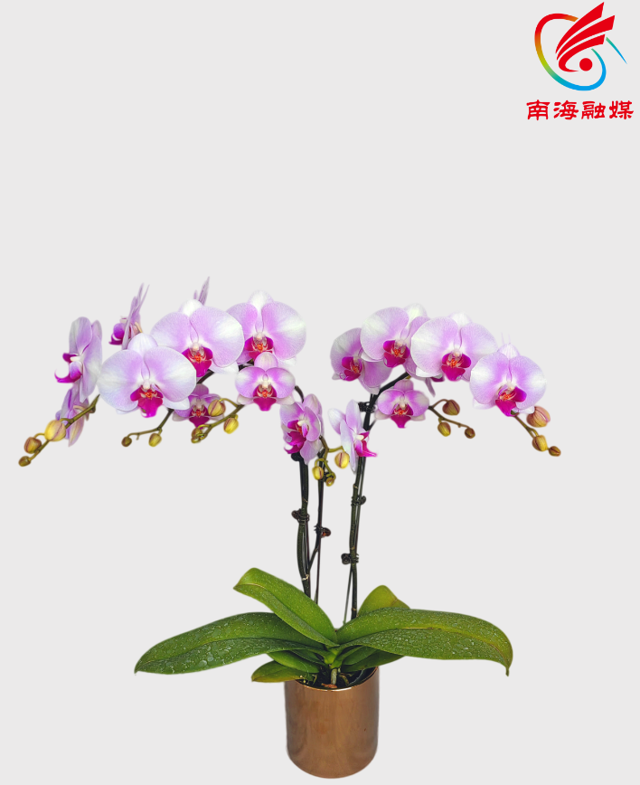 超三千种新品蝴蝶兰!佛山这场盛会等你打卡_腾讯新闻