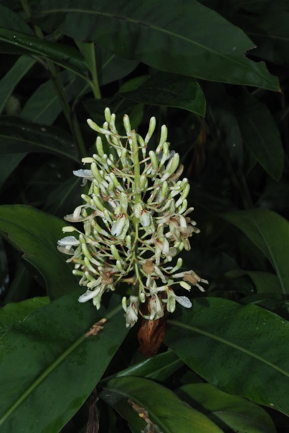 向阳而生,白头到老——闭鞘姜丨花颜鸟语