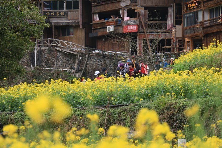 雷山县郎德苗寨:油菜花盛景 催生"花经济"_腾讯新闻