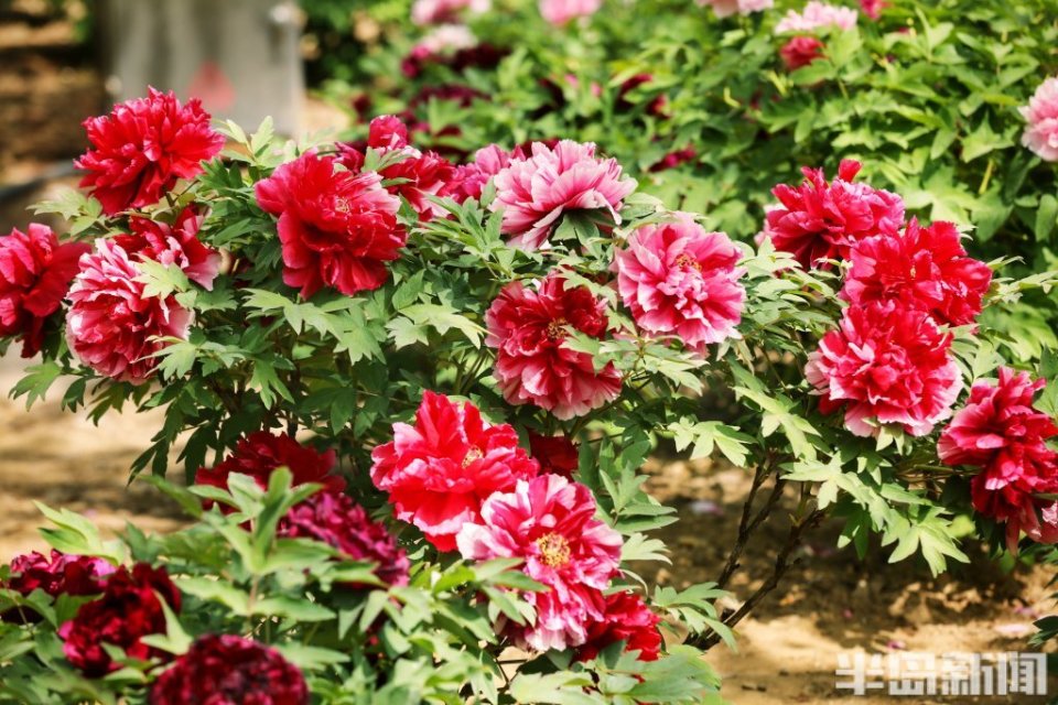 牡丹盛开展芳华