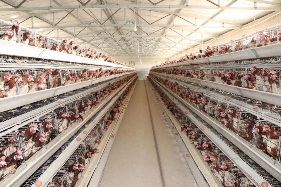 靖边县三岔渠让鸡住上楼房