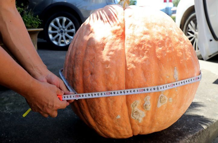 遨游太空的"飞天"种子长出44.5公斤大南瓜