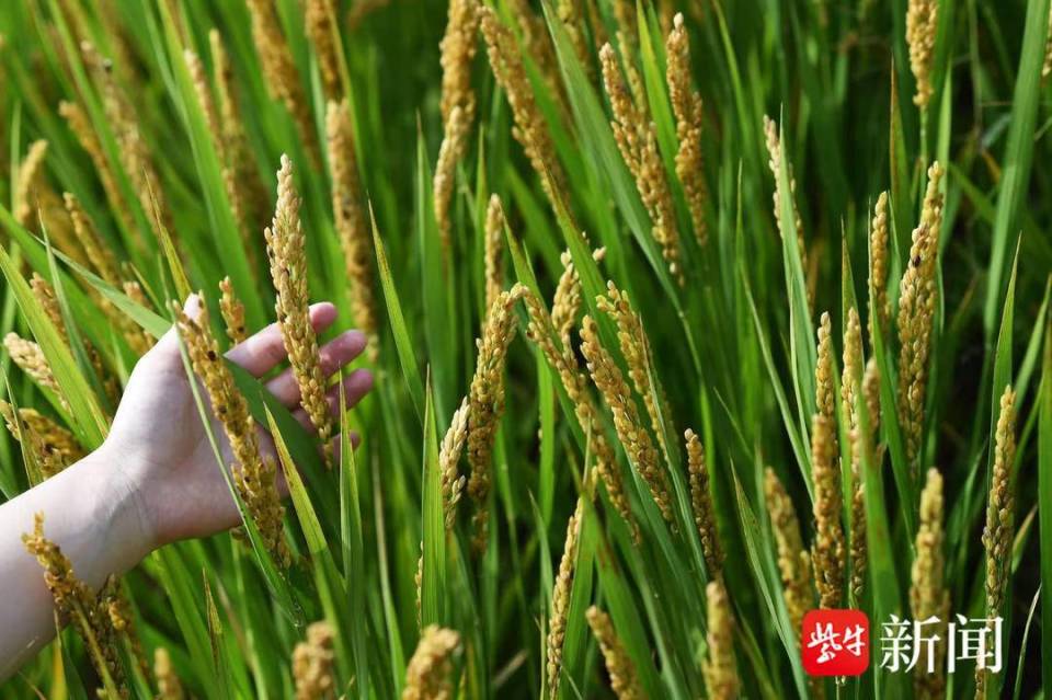 和美乡村 共富江苏｜庆丰村：稻花香里话共富_腾讯新闻