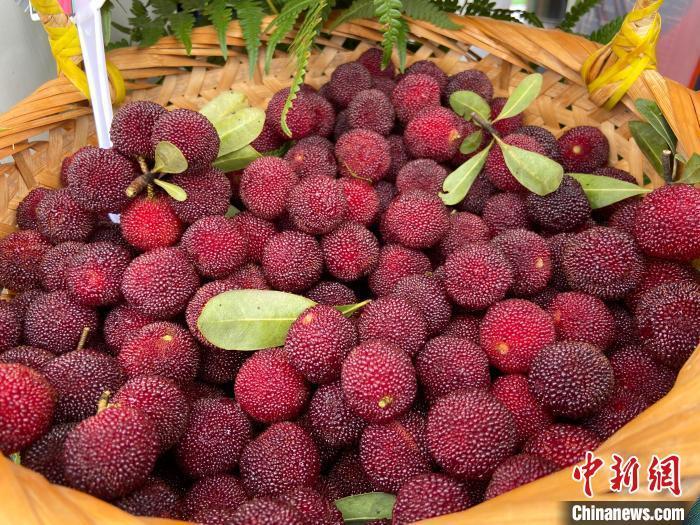 "慈溪杨梅"热销粤港澳大湾区