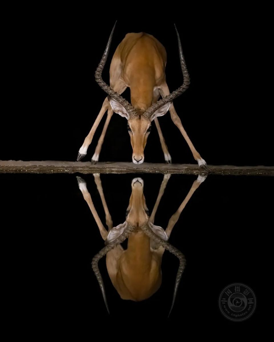 揭晓 | 2024第十届fapa国际艺术摄影大赛(野生动物组)获奖作品公布