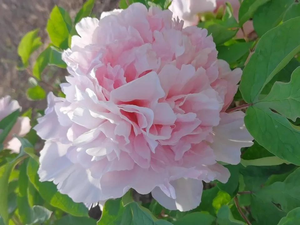 【mark】唯有牡丹真国色,"洛"花时节又逢君