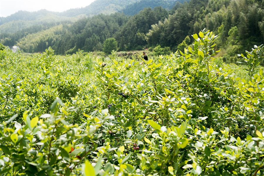 安徽岳西店前镇:打卡蓝莓基地 享受"莓"好时光