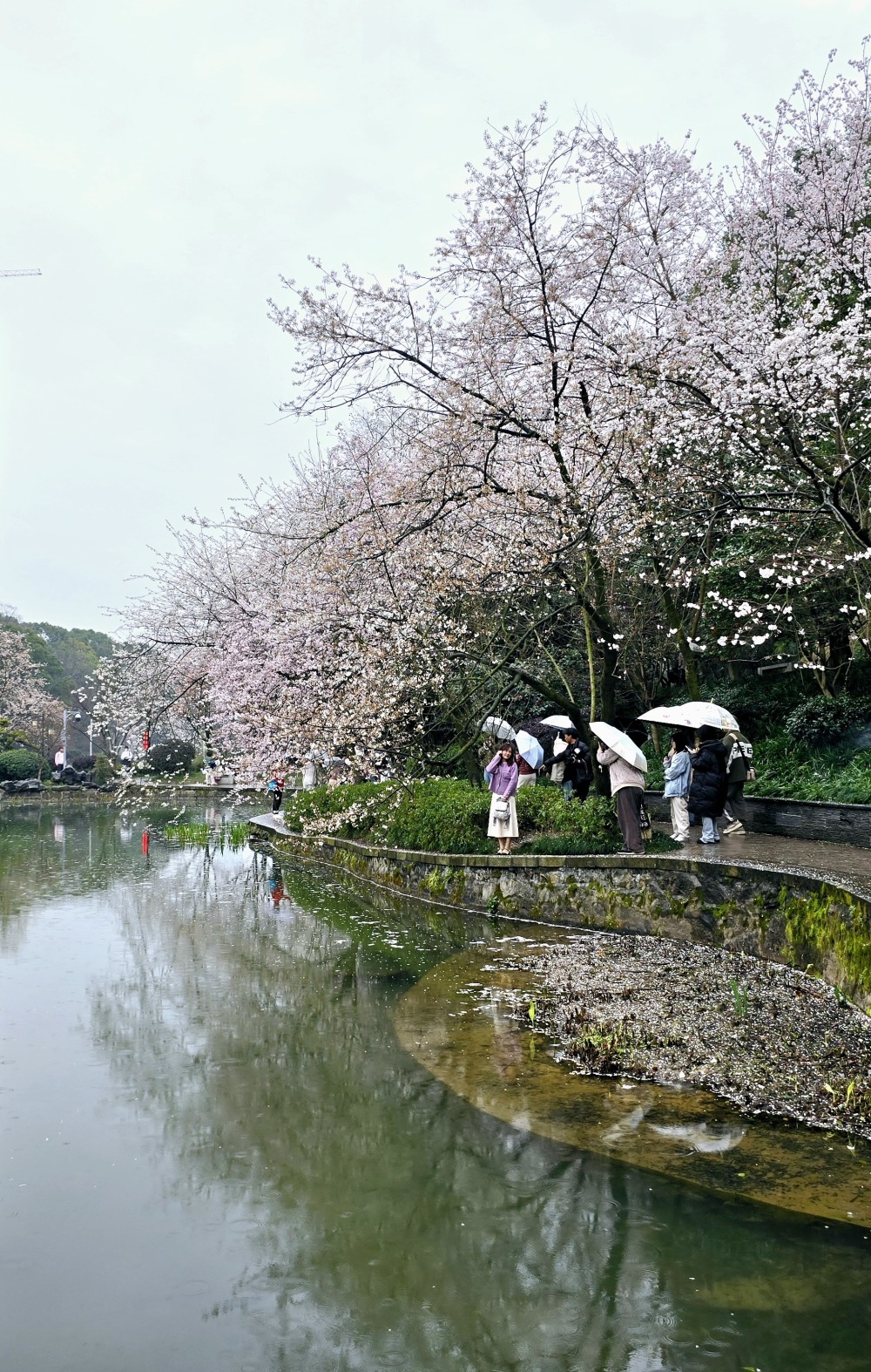 春色美如画长沙望月公园早樱盛放