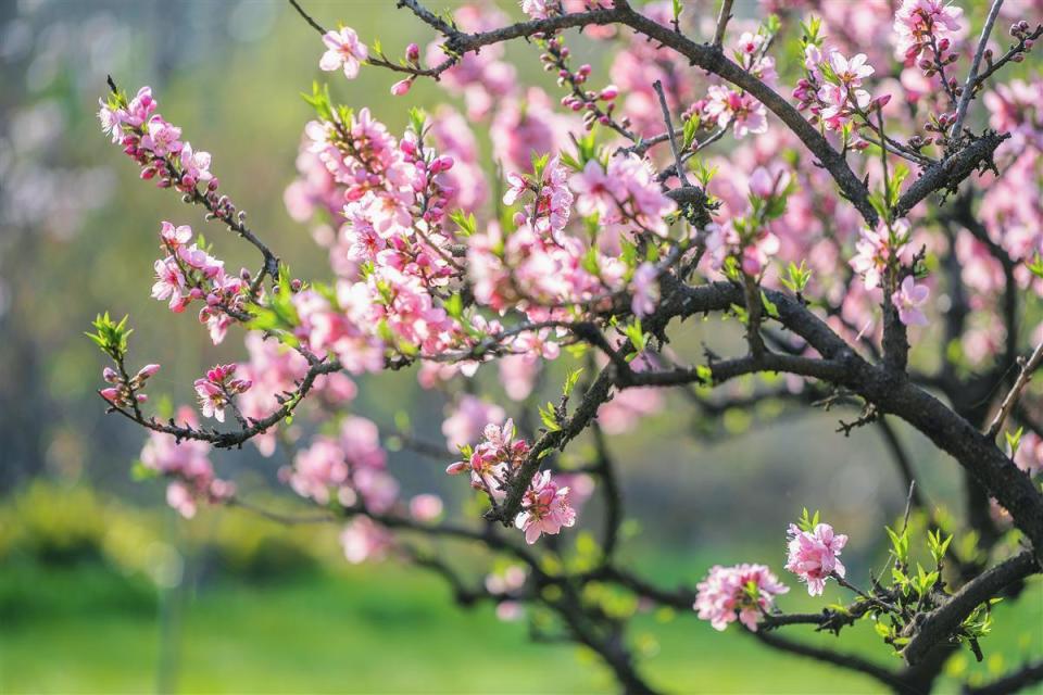 桃花此外,武汉植物园春季观花植物的种类近300种,是名副其实的花卉"