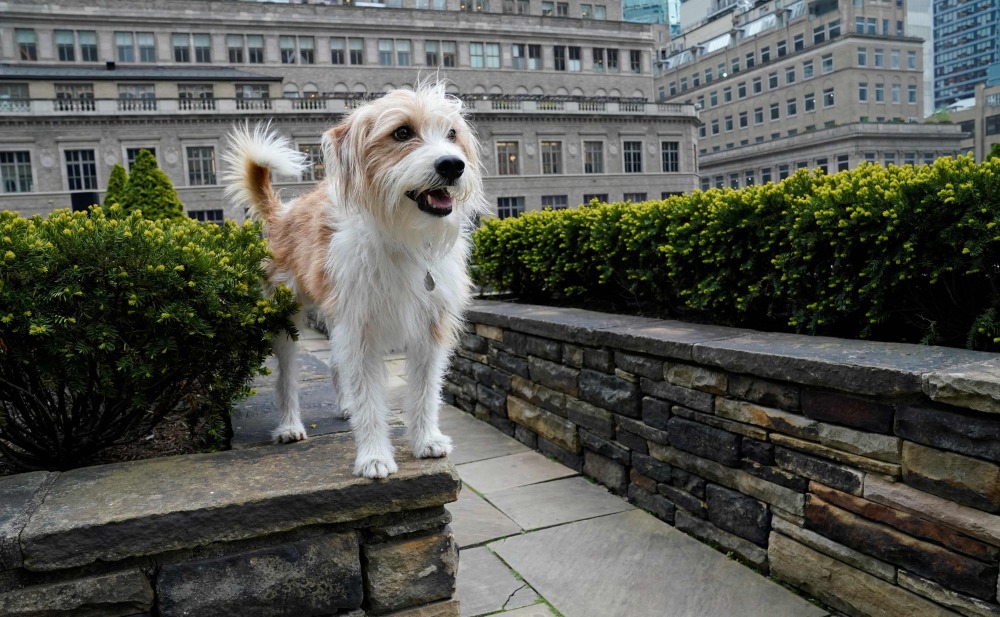在美国纽约举行的威斯敏斯特犬展新闻发布会上拍摄的一只克罗福兰德犬