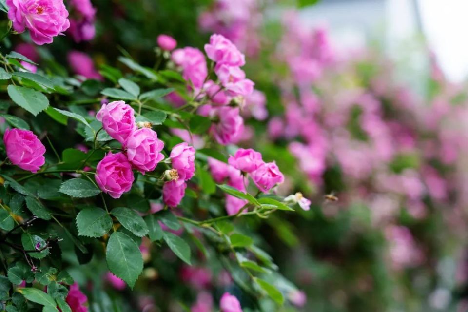美炸啦!什邡这几处蔷薇已开启爆花模式,颜值满分,赶紧去打卡