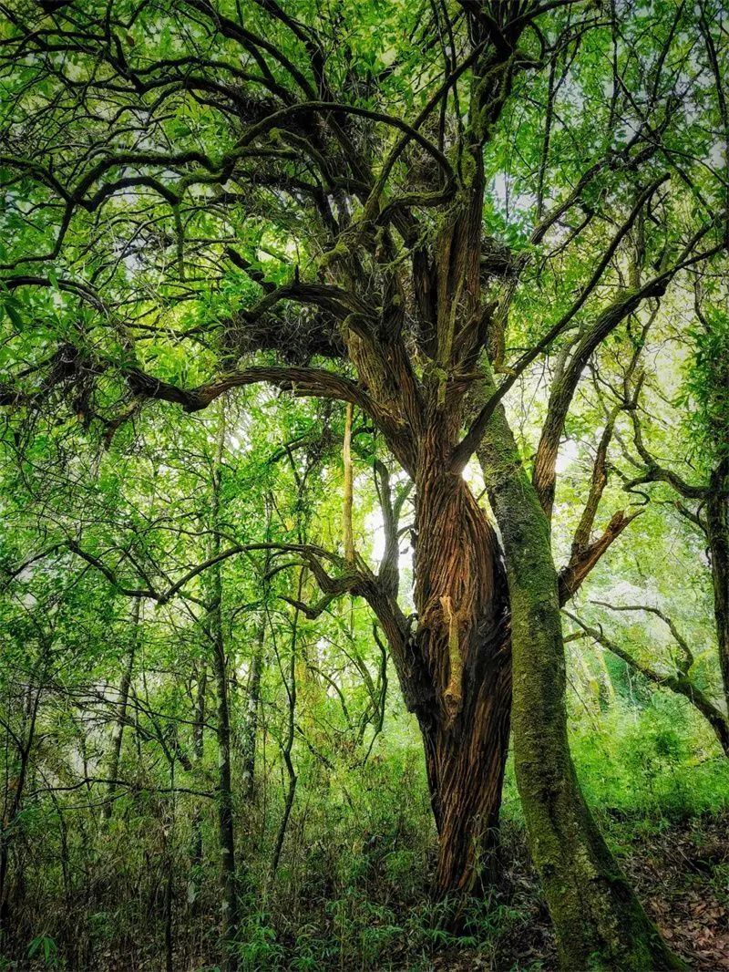 夏游云南 | 毕业旅行,就来怒江!