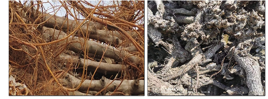 中华龙树根盘是龙树大脑,心脏和营养的大本营,太小的龙树能量不足,而