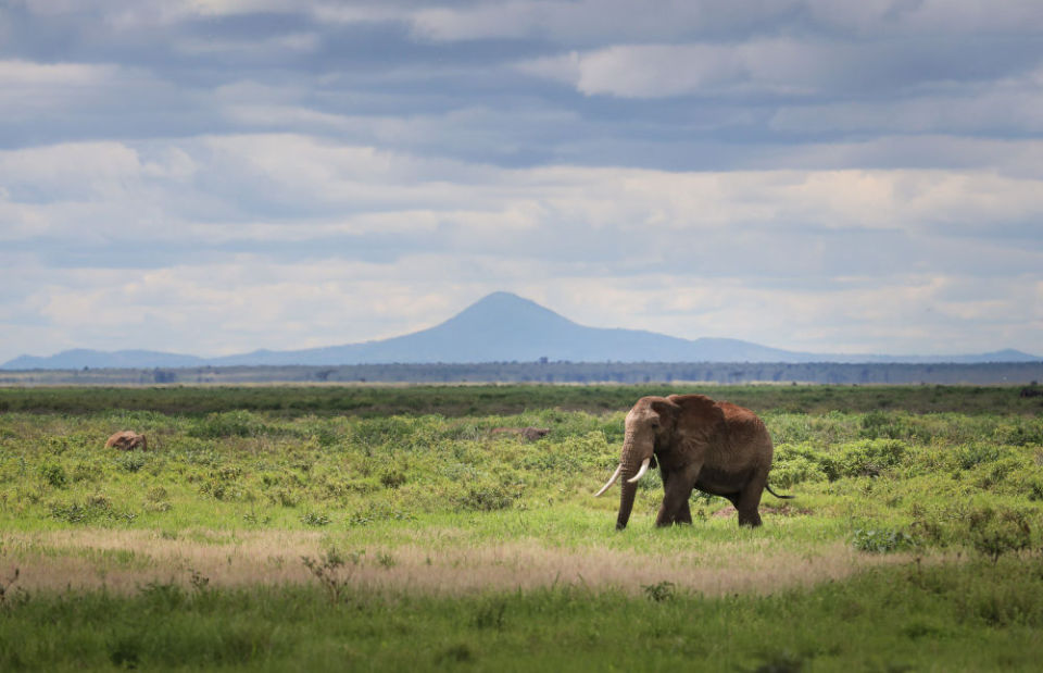 雨季下的肯尼亚安博塞利国家公园_腾讯新闻